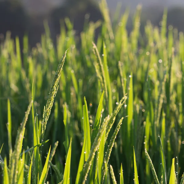 Rijst rijstvelden van landbouw teelt — Stockfoto