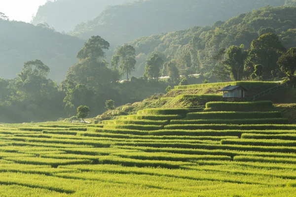 Niełuskanego ryżu pola rolnictwo plantacji, Chiangmai, Tajlandia — Zdjęcie stockowe