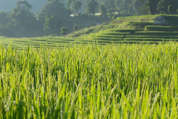 Zelený rýže Rýžoviště zemědělství plantáže — Stock fotografie