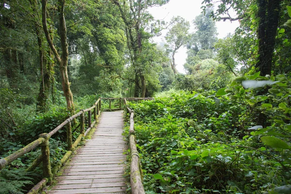 Pflasterholz im grünen Dschungel — Stockfoto