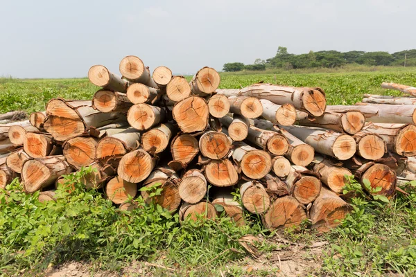 Árbol de eucalipto, montón de troncos de madera listos para la industria — Foto de Stock