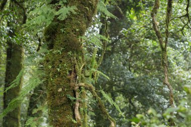 yosun ve yağmur ormanlarında fern ile yeşil ağaç