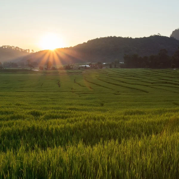 Zelený rýže Rýžoviště zemědělství plantáže — Stock fotografie