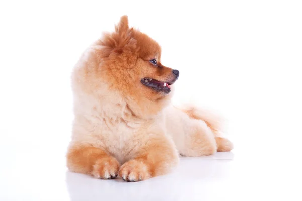 Špicl psů hnědé krátké vlasy — Stock fotografie