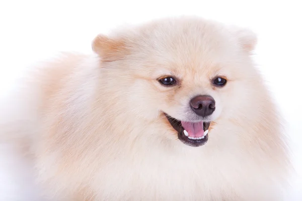 Vit pomeranian hund närbild face — Stockfoto