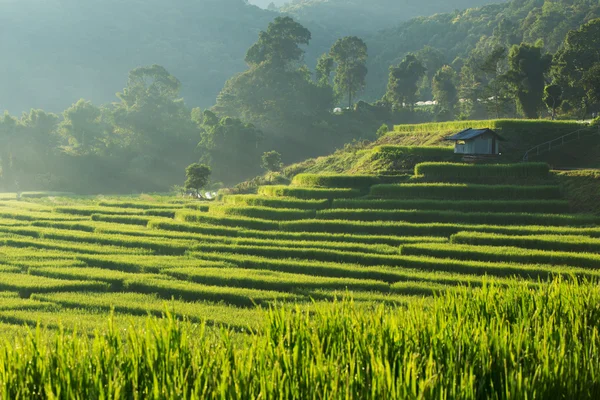 Niełuskanego ryżu pola rolnictwo plantacji, Chiangmai, Tajlandia — Zdjęcie stockowe