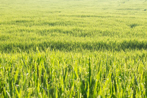 Paddy rice fields of agriculture cultivation — Stock Photo, Image