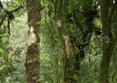 Yeşil Orman ağacı yağmur ormanları ile