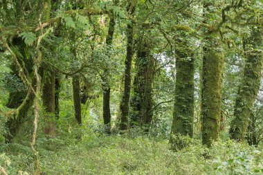 Yeşil Orman ağacı yağmur ormanları ile