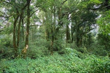 Yeşil Orman ağacı yağmur ormanları ile