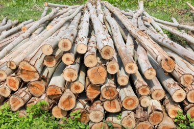 Okaliptüs ağacı, ahşap günlükleri endüstrisi için hazır yığını