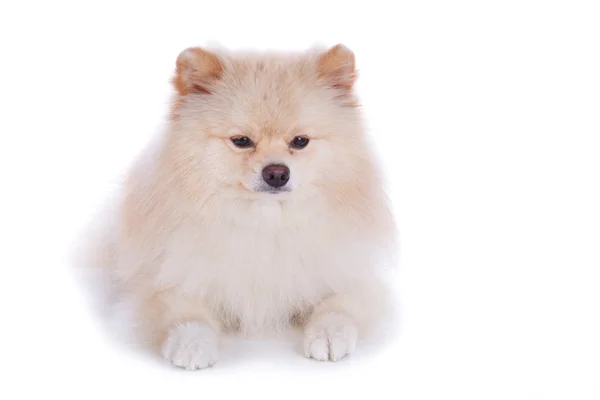 Beyaz pomeranian köpek yavrusu köpek — Stok fotoğraf