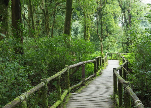 Madeira de pavimento na selva verde — Fotografia de Stock