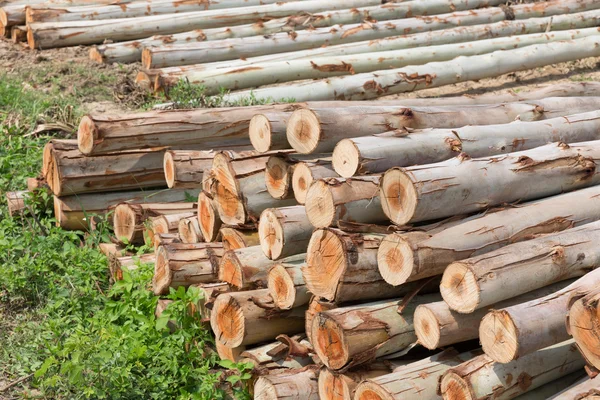 Eukalyptusträd, hög med ved redo för industrin — Stockfoto