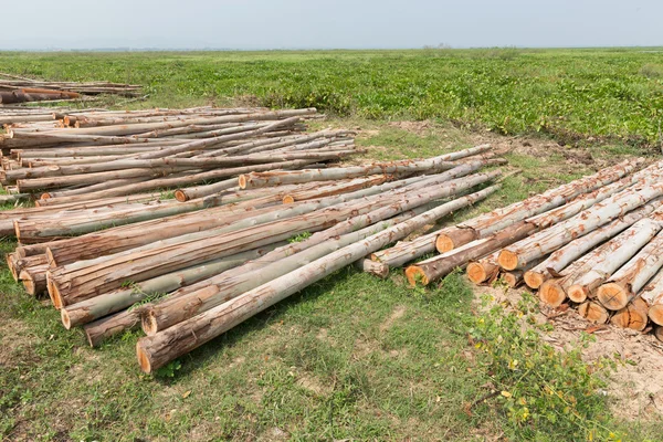 Eukalyptusträd, hög med ved redo för industrin — Stockfoto