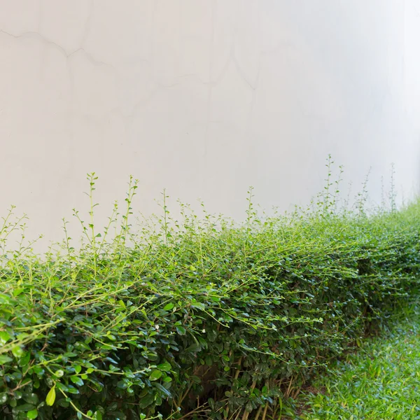 Green shrub fence in garden with cement crack wall background — Stock Photo, Image