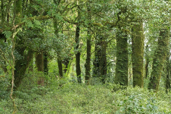 Groene jungle met boom regenwoud — Stockfoto