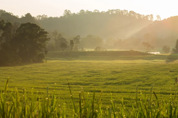绿色稻田水稻中的农业种植园 — 图库照片