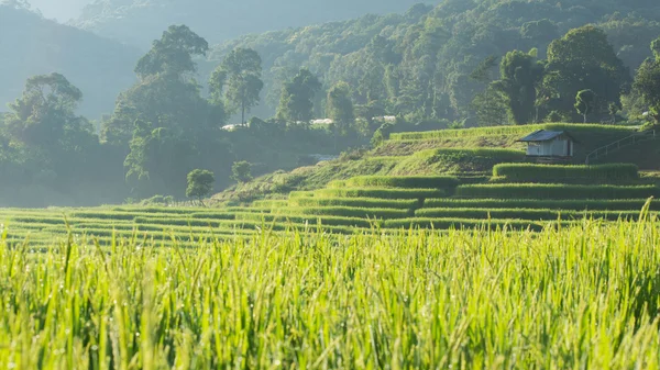 Niełuskanego ryżu pola rolnictwo plantacji, Chiangmai, Tajlandia — Zdjęcie stockowe