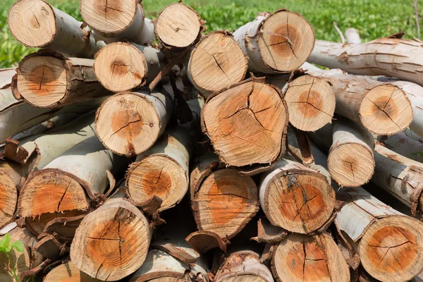 Albero di eucalipto, Pila di tronchi di legno pronta per l'industria — Foto Stock