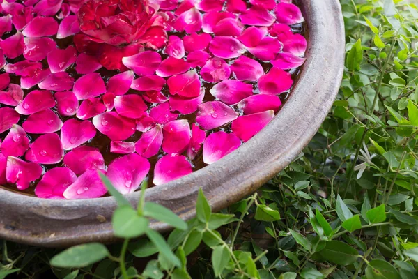 Petalo di rosa rosso galleggiante acqua nel bacino ciotola — Foto Stock