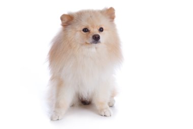 Beyaz pomeranian köpek yavrusu köpek