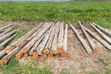 Okaliptüs ağacı, ahşap günlükleri endüstrisi için hazır yığını
