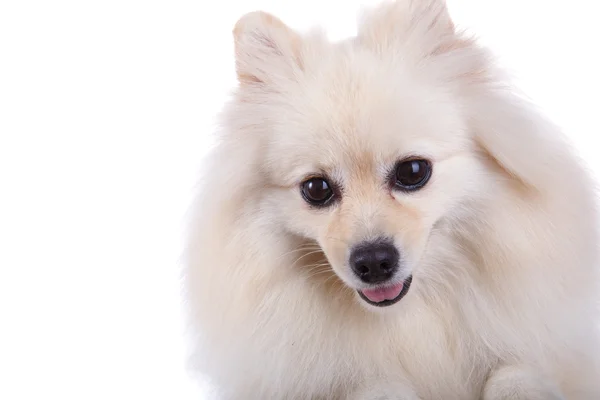 Branco pomeranian cão close up rosto — Fotografia de Stock