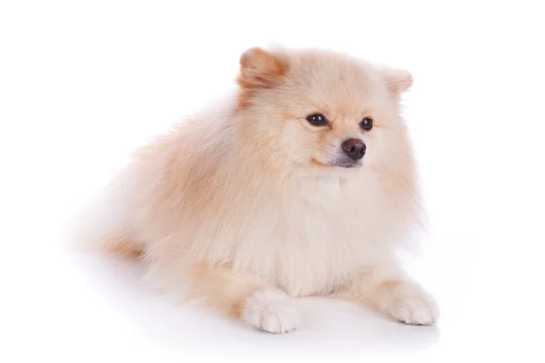 White pomeranian puppy dog — Stock Photo, Image