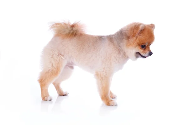 Pomeranian dog brown short hair — Stok Foto