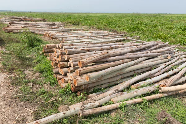 Eukalyptusträd, hög med ved redo för industrin — Stockfoto