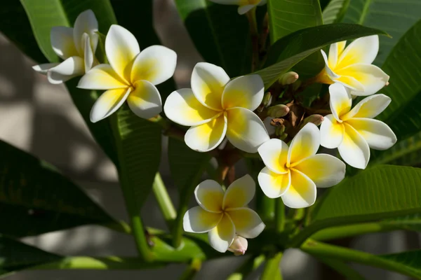 Weiße Frangipani plumeria Blume auf Baum — Stockfoto