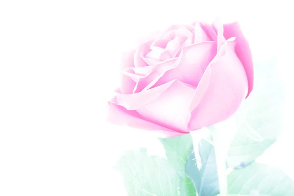 粉红玫瑰，白色背景隔离 — 图库照片