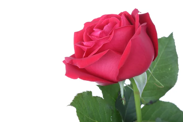 Red rose isolated on white background — Stock Photo, Image