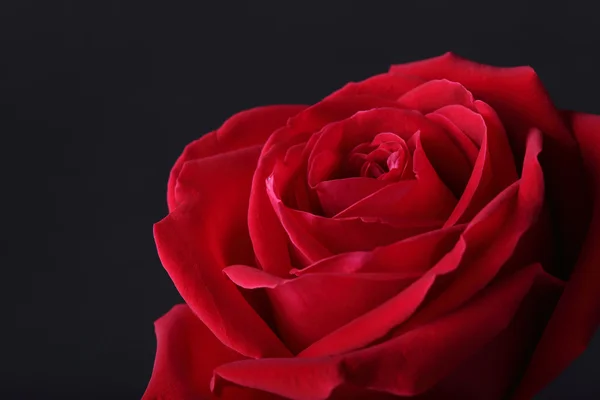 Red rose — Stock Photo, Image