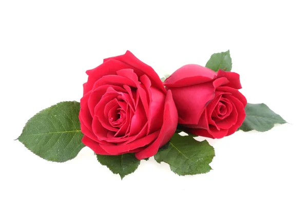 Κόκκινο τριαντάφυλλο απομονωμένο σε λευκό φόντο — Φωτογραφία Αρχείου