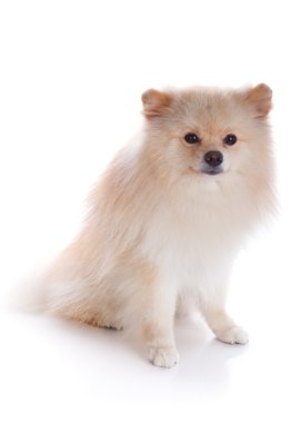 Beyaz pomeranian köpek yavrusu köpek