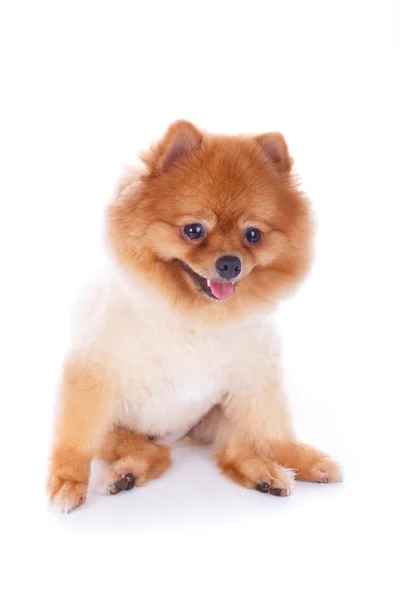 Pomeranian hund brunt kort hår — Stockfoto