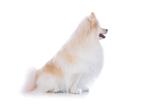 White pomeranian dog — Stock Photo, Image