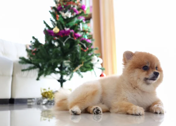 Pommeren hond schattig huisdier in huis met kerstboom decoratie — Stockfoto