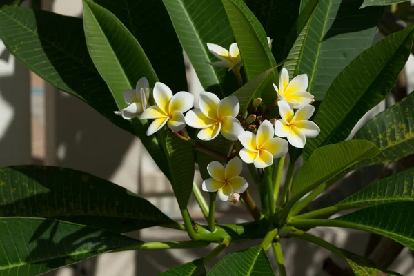 White frangipani plumeria flower on tree — Stock Photo, Image
