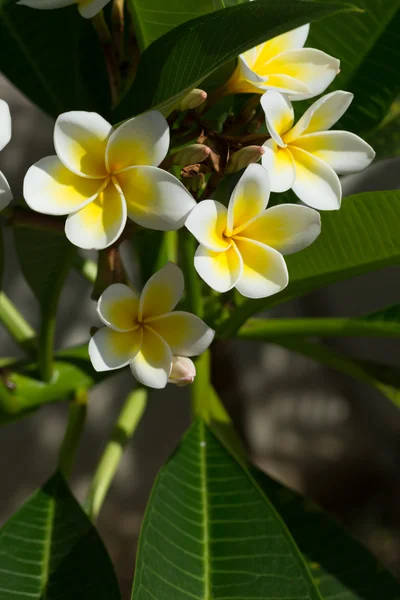 Flor de plumeria frangipani blanco en el árbol —  Fotos de Stock