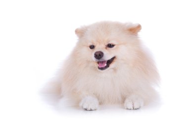 Beyaz pomeranian köpek yavrusu köpek
