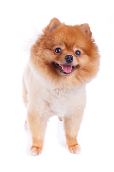 Pomeranian hund brunt kort hår — Stockfoto