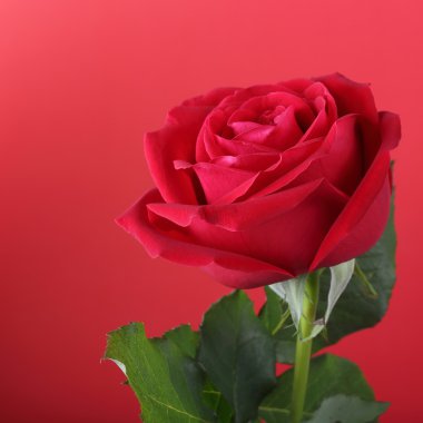 kırmızı zemin üzerine kırmızı gül