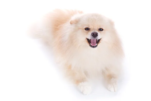 Perro cachorro pomerano blanco — Foto de Stock