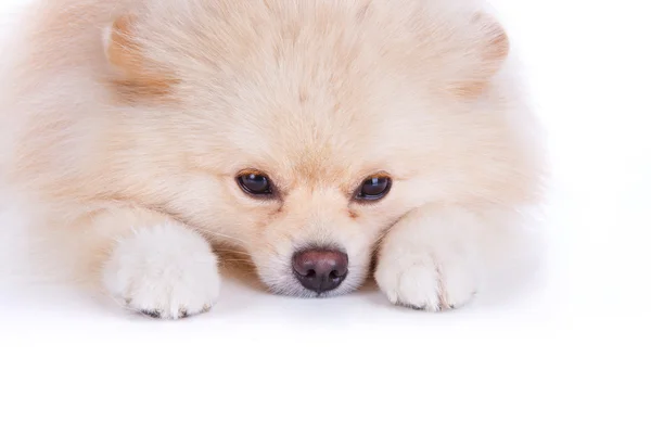 White pomeranian puppy dog — Stock Photo, Image