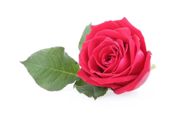 Red rose isolated on white background — Stock Photo, Image