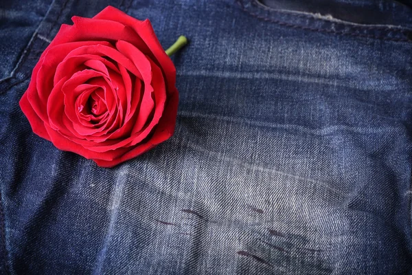 Rode rose bloem op blue jeans denim textuur — Stockfoto