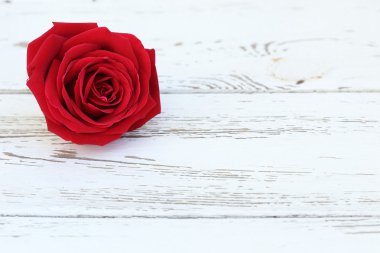 Beyaz ahşap zemin üzerinde kırmızı gül çiçek